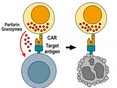NK细胞是什么,CAR-NK细胞疗法
