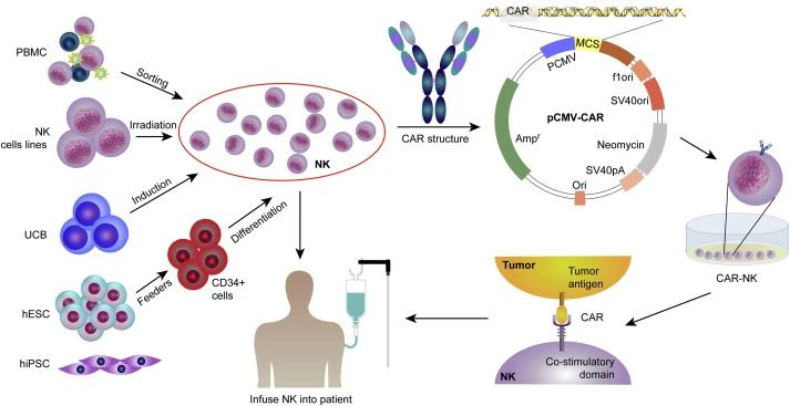 CAR-NK细胞治疗的临床应用