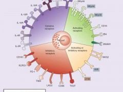 CARNK是什么,CAR-NK细胞免疫疗法,CAR-NK细胞治疗,细胞免疫疗法冉冉升起的新星