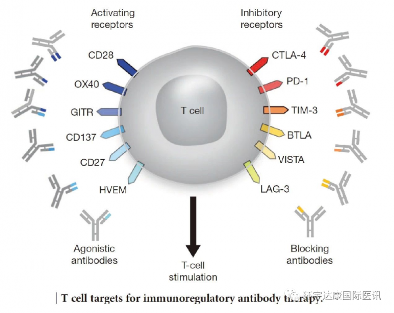 T细胞的靶点