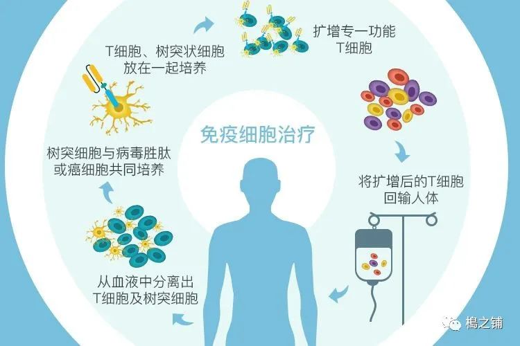 细胞免疫治疗流程