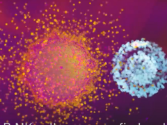 CARNK是什么,CAR-NK细胞疗法,癌症肿瘤细胞免疫治疗的新一代利器