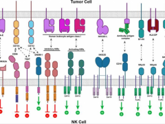 癌症肿瘤NK细胞疗法汇总