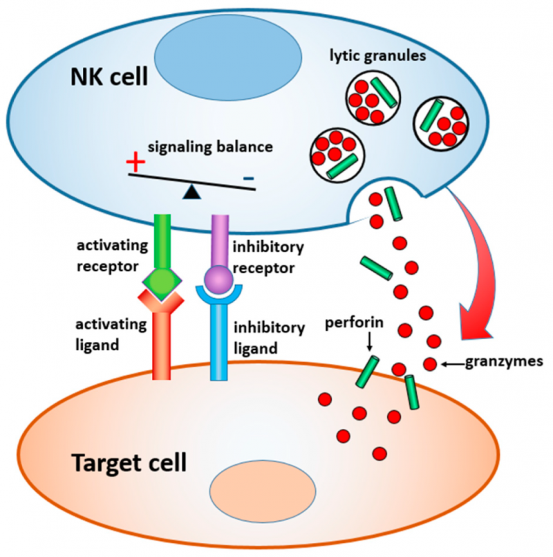 NK细胞的作用机制