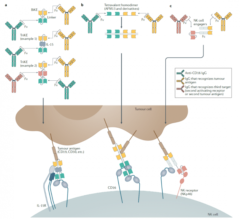 增强NK细胞功能的双特异性和三特异性抗体
