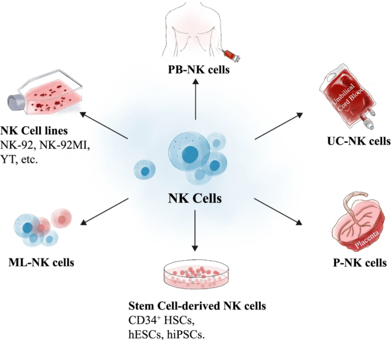 NK细胞的不同来源