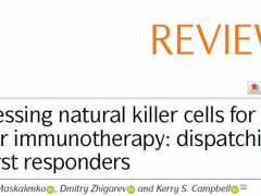 NK细胞疗法,NK细胞抗癌抗肿瘤,这些发展方向值得关注