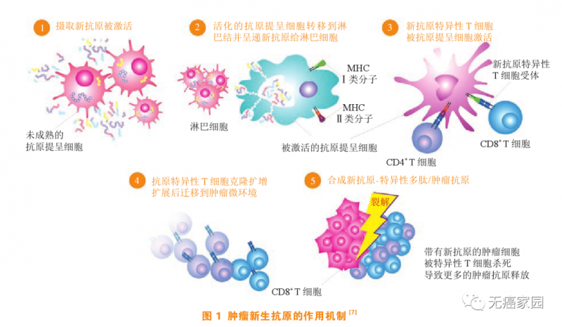 肿瘤新生抗原疫苗