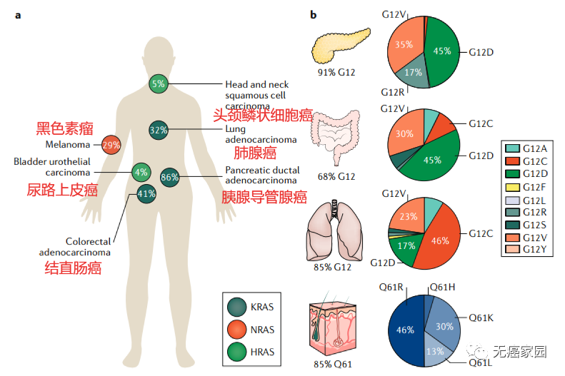 人类癌症中RAS基因突变的频率和分布