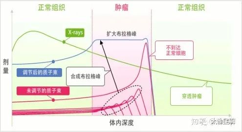 离子束体内剂量