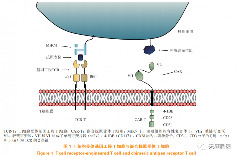 TCR-T和TCR-T细胞对比