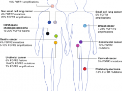 FGFR基因是什么意思,FGFR基因突变靶向药进军实体瘤,已上市和在正在进行临床试验的FGFR抑制剂有哪些