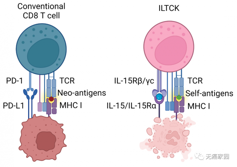 ILTCK细胞杀伤癌细胞的机制