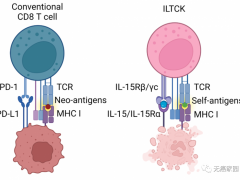 T细胞治疗,新型T细胞ILTCK细胞被发现,抗癌能力更强