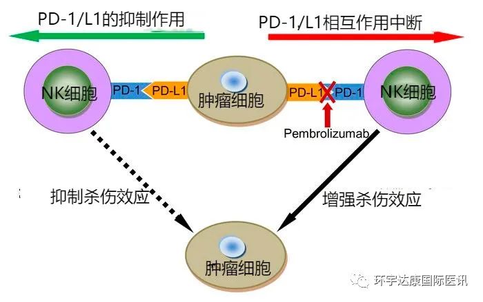 NK细胞和PD-1/PD-L1的关系