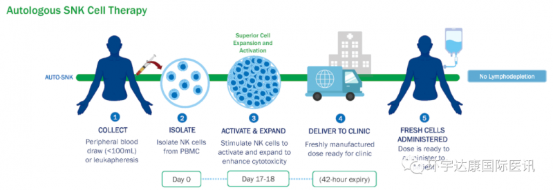 NK细胞免疫疗法