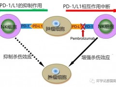 免疫组合王炸,NK细胞疗法联合PD-1治疗非小细胞肺癌让患者生存期翻倍