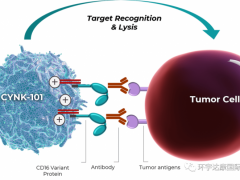 胃癌细胞免疫治疗,"即用型"NK细胞疗法CYNK-101或许能为胃癌患者带来新的希望
