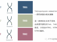 横跨14类癌症的广谱抗癌药ntrk抑制剂恩曲替尼(Rozlytrek)治疗实体瘤客观缓解率高达61.2%,哪些癌症肿瘤患者需要做ntrk检测