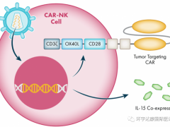 什么是CAR-NK疗法,CAR-NK和CAR-T哪个好,CARNK治疗癌症肿瘤绽放新光芒