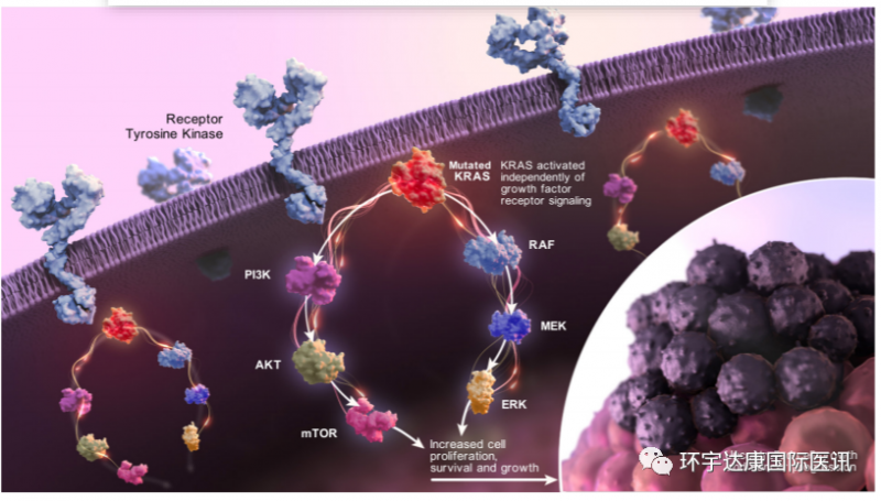 突变的KRAS活性不受控制KRAS异常信号