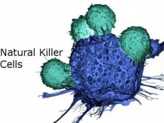 NK细胞疗法,Nature杂志揭示:NK细胞可清除体内"僵尸"细胞,延寿20%-30%