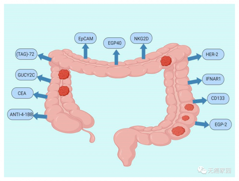 结直肠癌CAR-T治疗靶点