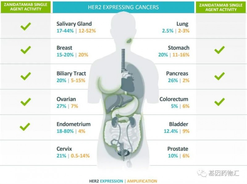 HER2在各癌种中的突变概率