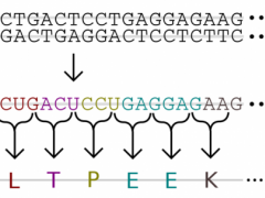 什么是基因检测,基因检测哪个好、怎么选择,从二代测序结果分析临床获益程度,免疫治疗需要做基因检测吗
