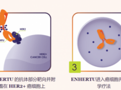 抗体偶联(ADC)药物Enhertu(DS-8201、T-DXd、Trastuzumab Deruxtecan)登录中国,HER2靶点突变的非小细胞肺癌患者快来申请临床试验