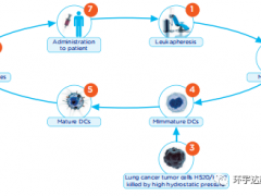 树突细胞疫苗,唤醒自身免疫系统对抗癌症,成为免疫治疗的新焦点