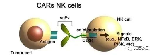 CAR-NK细胞免疫疗法的过程