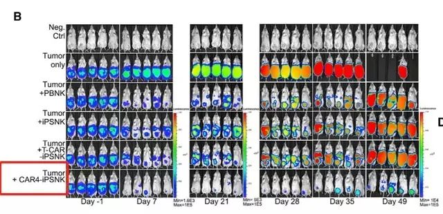 CAR-NK细胞疗法小鼠试验肿瘤负荷