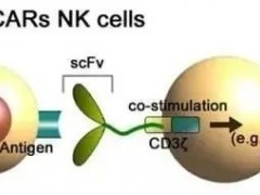 给NK细胞装上"导航",CAR-NK细胞疗法直击胰腺癌、肺癌、结直肠癌的软肋