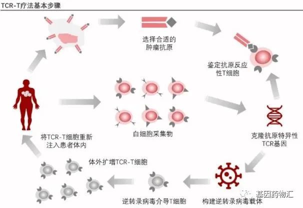 TCR-T疗法治疗流程