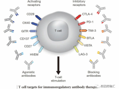 宫颈癌新药,首款国产免疫双抗药物AK104(卡度尼利单抗、Cadonilimab、开坦尼)获批上市