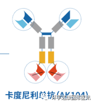 卡度尼利单抗分子结构