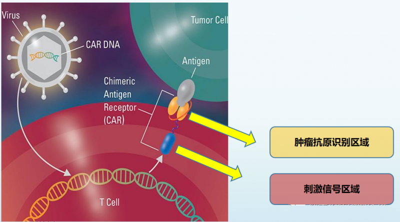 CAR-T细胞工作原理