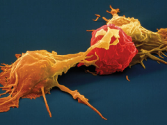 NK细胞疗法可以治疗癌症吗,2022年临床试验飙升55%，直击胃癌、肺癌、肝癌、肠癌等