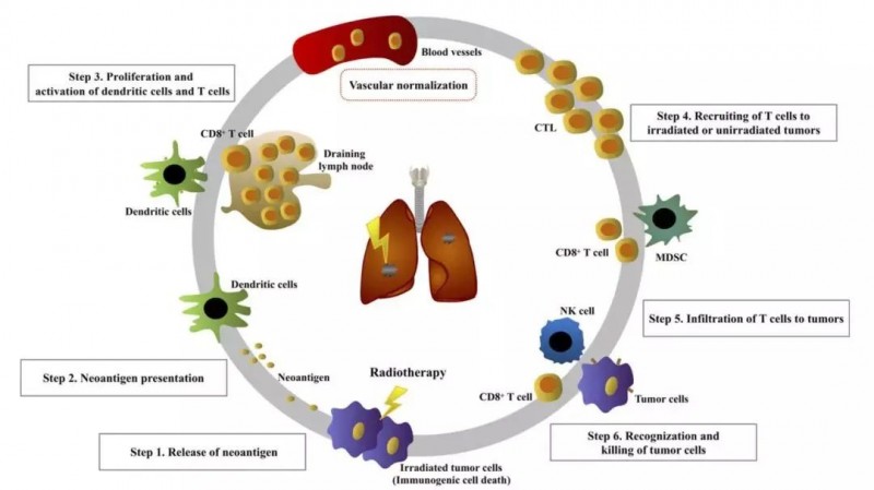 免疫治疗+放疗治疗肺癌的机制