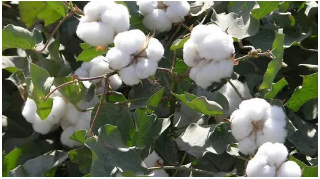 棉花可提取抗癌物质紫杉醇