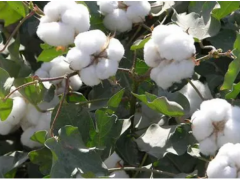 紫杉醇怎么提取,南科学家从棉花里提取抗癌物质紫杉醇