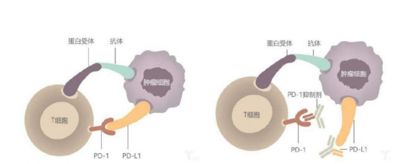 PD1和PDL1