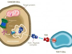 TCR-T细胞疗法,利用TCR-T技术靶向MAGE-A4癌症抗原的ADP-A2M4疗法治疗多种实体瘤疾病控制率达81%