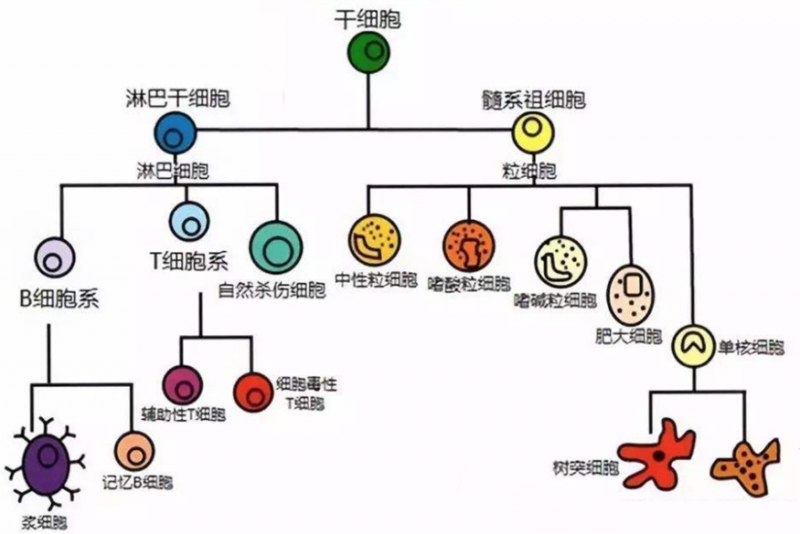 细胞有哪些分类