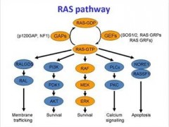 癌症肿瘤RAS治疗的研究现状和未来方向