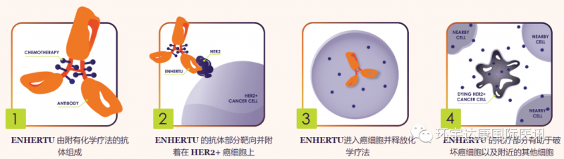 NHERTU治疗原理