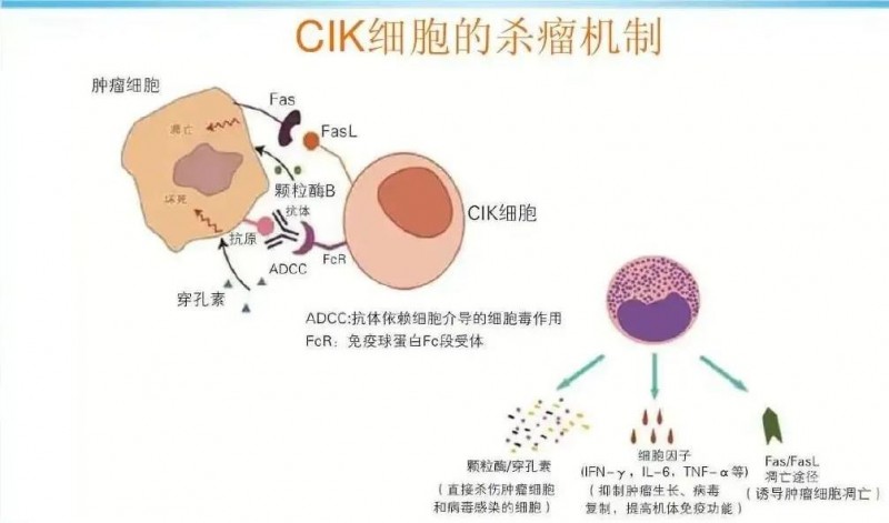 CIK细胞疗法的杀瘤机制