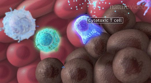 免疫细胞清除变异细胞
