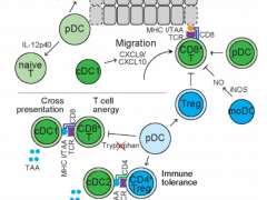 树突状(DC)细胞分类有哪些,树突状(DC)细胞的作用是什么